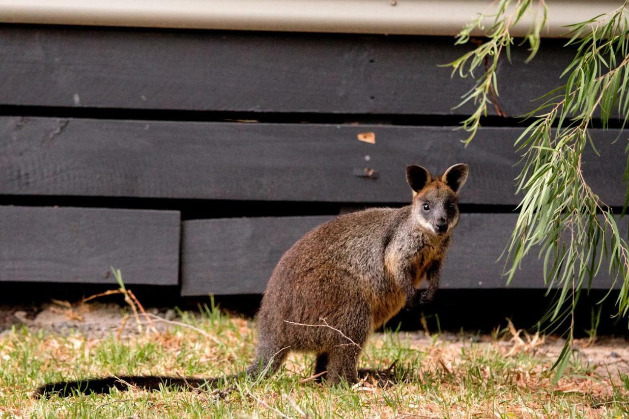Big4 Ingenia Holidays Phillip Island Newhaven Eksteriør bilde